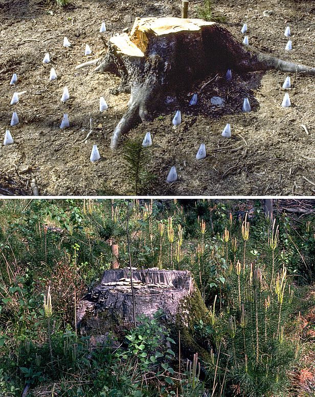 Saaten auf der Waldbrandfläche Balzers.