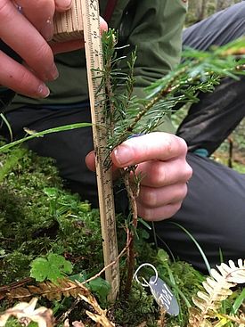 Person misst mit einem Holzlineal die Höhe eines kleinen Nadelbaums im Wald.