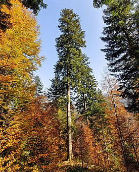 Ein prächtiges Exemplar der Weisstanne (Abies alba) in einem Bergwald im Emmental.  (Foto: Markus Bolliger)