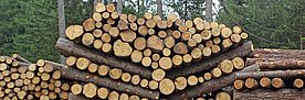 Holzstapel im Wald, quer geschnitten und ordentlich aufgeschichtet