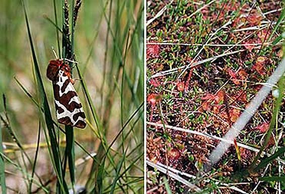Naturnahe Hochmoore, Braune Bär, Sonnentau
