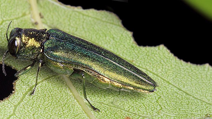 Asiatischer Eschenprachtkäfer mit metallisch grün-goldenem Körper auf einem Blatt mit Loch