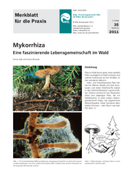 Mykorrhiza. Eine faszinierende Lebensgemeinschaft im Wald