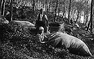 Laubertag in Betlis (St. Gallen): Die ganze Gemeinde sammelt trockenes Buchenlaub zum Stopfen der Bettunterlagen. Aufnahmedatum: unbekannt. Quelle:  Brockmann-Jerosch 1928/30 I, Abb. 42