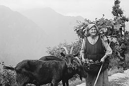 Historische schwarz-weiss Fotografie. Ältere Frau mit Kopftuch und Schürze führt zwei Ziegen in bergiger Landschaft.