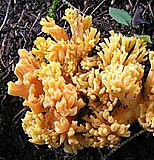 Ramaria sp
