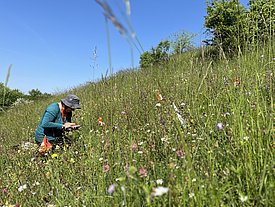 Person mit Hut und blauem Oberteil kniet auf einer blühenden Wiese mit vielen Wildblumen und Schweizerfahnen bei klarem Himmel