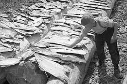 Historische schwarz-weiss Fotografie. Junge untersucht geschälte Baumstämme mit aufgeschichteter Baumrinde im Wald.