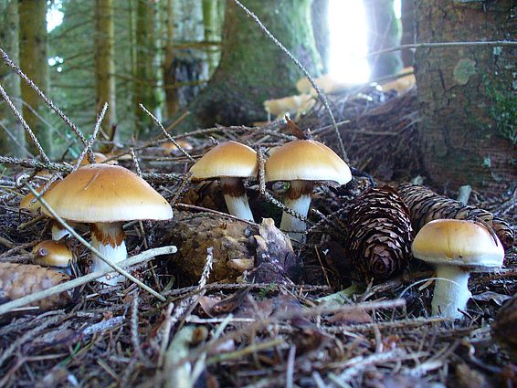 Ziegelgelber Schleimkopf (Cortinarius varius), Mykorrhizapilz der Fichte (Picea abies) auf kalkhaltigen Böden. Essbar. Bild: Simon Egli, WSL