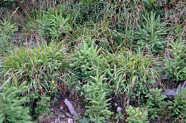 Wildlinge ernten entlang von Strassenböschungen.