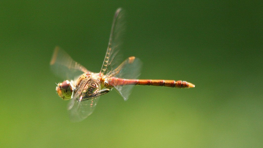 Gemeine Heidelibelle im Flug vor unscharf grünem Hintergrund