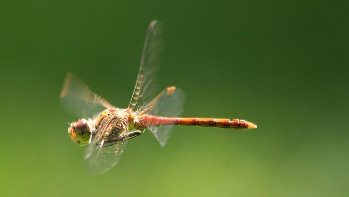 Gemeine Heidelibelle im Flug vor unscharf grünem Hintergrund