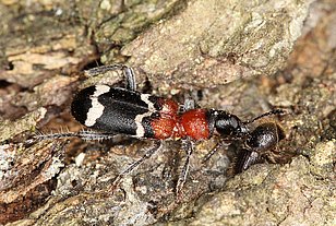 clairon des fourmis