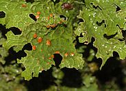 Lungenflechte (Lobaria pulmonaria). Bild: Christoph Scheidegger, WSL