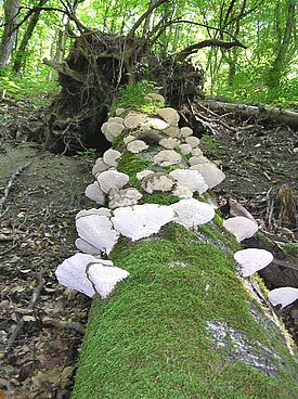 Pilze auf Totholz
