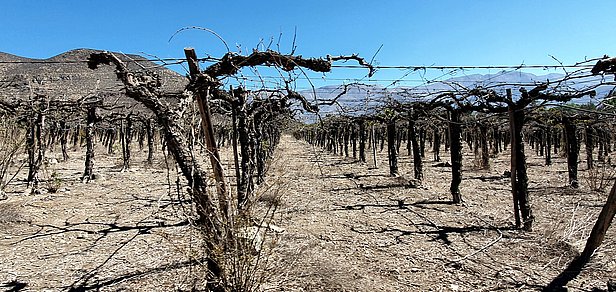 Abgestorbene Weinreben in einem trockenen Weinberg mit kahlen Rebstöcken und Bergen im Hintergrund unter klarem Himmel