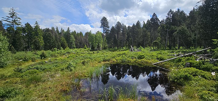 Hochmoor mit kleinem Wasserbecken, umgeben von grünen Moorpflanzen und Nadelbäumen unter bewölktem Himmel