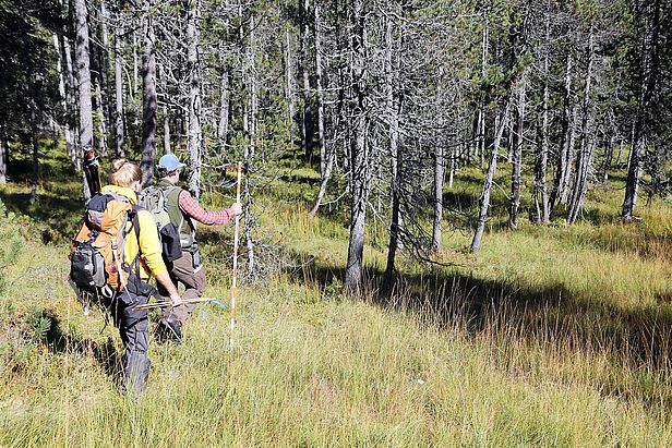 Ein Inventurteam im Naturwaldreservat Seeliwald (Kanton Obwalden). Bild: Gilbert Projer/WSL