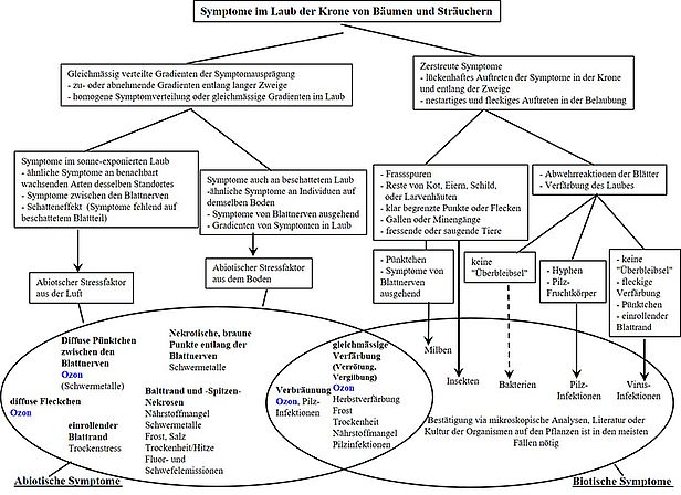 Flussdiagramm zur Bestimmung von Ozon-Schäden an Laub mit Symptomen, Stressfaktoren, Nekrose und biotischen Symptomen wie Pilz- und Virusinfektionen