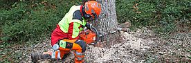 Forstarbeiter in Schutzkleidung sägt mit Motorsäge an einem Baumstamm im Wald.