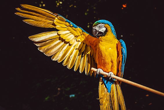 Blauer und gelber Ara mit ausgebreitetem Flügel auf einem Ast sitzend