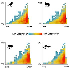 Vier Heatmaps zeigen Biodiversität für Vogel, Fuchs, Frosch und Eidechse in Bezug auf Temperatur (kalt bis warm) und Feuchtigkeit (trocken bis nass). Höhere Biodiversität bei warmen, feuchten Bedingungen.