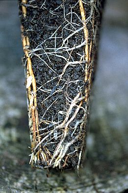 Ahornwurzel aus Container mit Luftwurzelschnitt (air pruning). 
