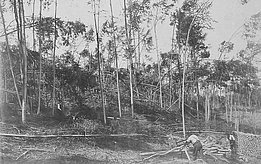Historisches Bild: Im Sihlwald ZH haben übermässige Schneefälle die Bäume stark beschädigt. Das Bild zeigt Forstleute bei der Aufräumearbeit. Quelle: Sammlung Stadtarchiv Zürich