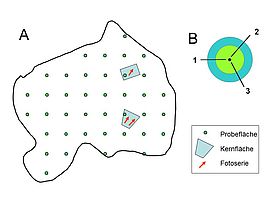 Schema der Monitoringelemente in einem Reservat im Extensivmonitoring.  A: Übersicht über das ganze Reservat. B: Stichprobenkreise und Linientransekte. 