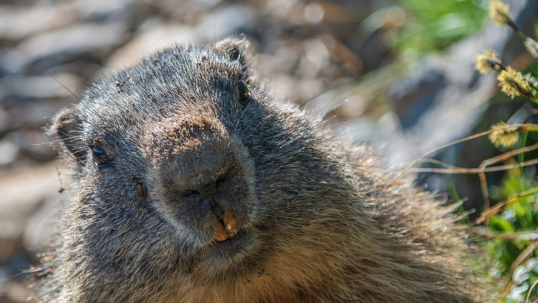 Murmeltier sitzt auf einem felsigen Bergpfad und schaut in die Kamera.