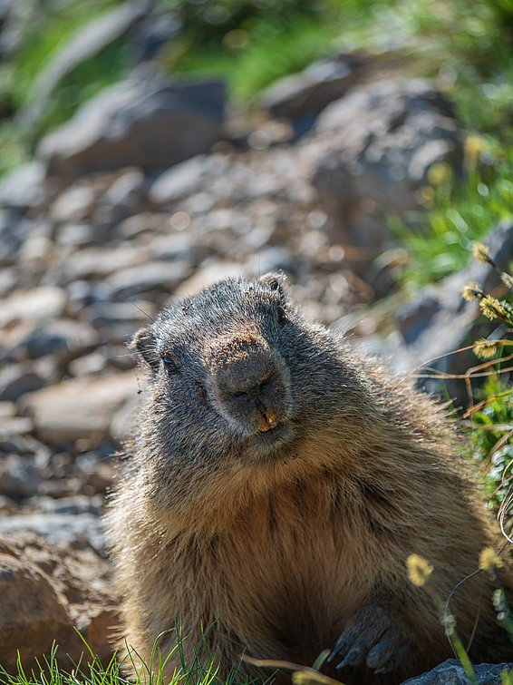 Murmeltier sitzt auf einem felsigen Bergpfad und schaut in die Kamera.