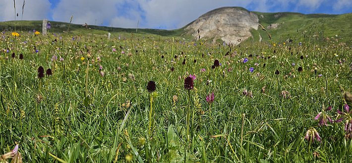 Artenreiche Bergwiese mit verschiedenen Wildblumen und Gräsern, im Hintergrund grüne Hügel und ein großer Felsen unter blauem Himmel