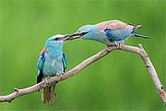 Blauracke (Coracias garrulus)