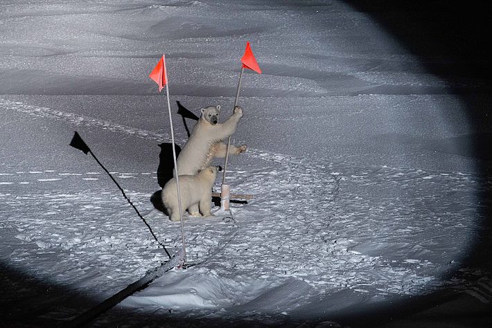 Eisbären in der Nähe des Schiffs (AWI / Esther Horvath, CC-BY 4.0)