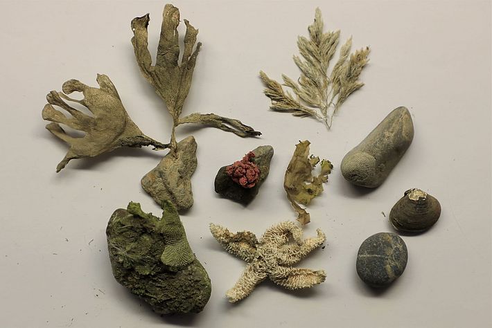 Figure 5: Siberian sediment. Photo: M.Shupe