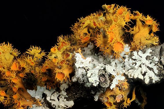 Goldaugenflechte (Teloschistes chrysophthalmus). Bild: Christoph Scheidegger, WSL