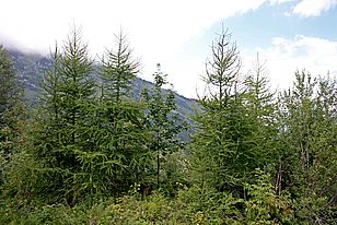 Lärchenaufforstung Firzwald.