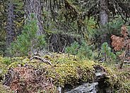 Arvensämlinge an einem tief gelegenen Arvenstandort im geschlossenen subalpinen Wald. Foto: Felix Gugerli (WSL)