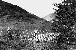 Historische schwarz-weiss Fotografie. Drei Männer errichten einen Holzzaun in einer hügeligen Landschaft.