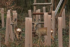 Junge Bäume eingepackt in Schutzhüllen auf einer Waldlichtung, dazwischen stehen zwei Rehe.