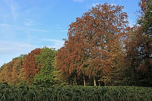 Herbstliche Baumreihe mit teils roten, teils grünen Blättern vor blauem Himmel und einem Feld mit grünen Pflanzen im Vordergrund