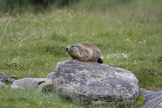 Murmeltier sitzt auf einem grossen Stein in einer Wiese mit Gras und kleinen weissen Blumen.