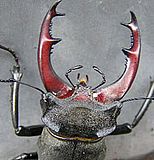 Hirschkäfer (Lucanus cervus)