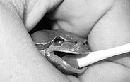 Einem Laubfrosch wird für molekulargenetische Untersuchungen eine Speichelprobe entnommen. (Foto: Corina Geiger)