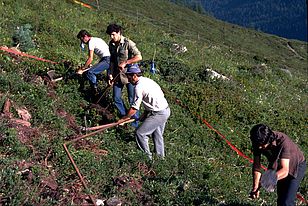 Pflanzung der grossen Ballenpflanzen am Stillberg bei Davos