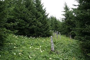 Rottenaufforstung Tschamut oberhalb der Bahntrasse (seit 1980): Kollektivdurchmesser 7 Meter, Fichten mit einem Pflanzabstand von 1 Meter