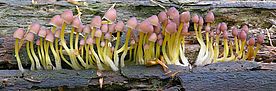 Ein Bild von Mycena renati von Max Danz