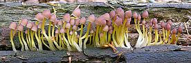 Ein Bild von Mycena renati von Max Danz