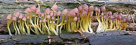 Ein Bild von Mycena renati von Max Danz