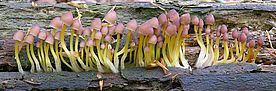 Ein Bild von Mycena renati von Max Danz